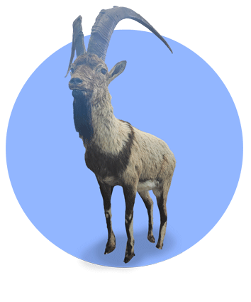 قوچ وحشی ایلامی